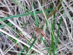 Gomphocerippus rufus