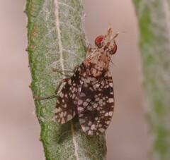 Trypetoptera punctulata