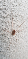 Opilio canestrinii