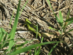 Melanoplus bivittatus