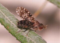 Trypetoptera punctulata