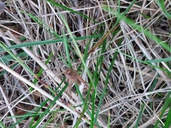 Gomphocerippus rufus