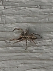 Platycryptus undatus