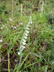 Spiranthes spiralis