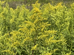 Solidago gigantea