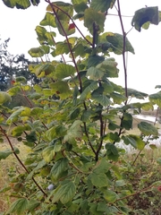Prunus spinosa