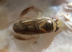 Corixini