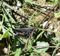 Psophus stridulus