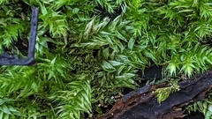 Brachythecium rutabulum