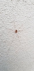 Opilio canestrinii