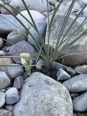 Xerophyllum tenax