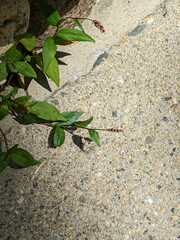 Persicaria maculosa