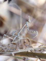 Empusa pennata