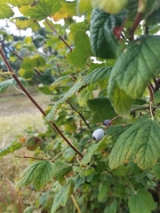Prunus spinosa