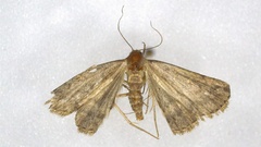 Tetanolita mynesalis