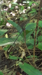 Mecistogaster ornata