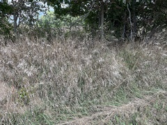 Bromus inermis
