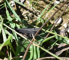 Psophus stridulus