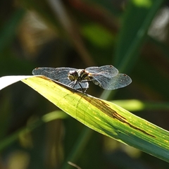 Sympetrum danae