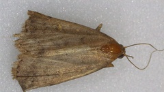Tetanolita mynesalis