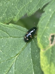 Glischrochilus quadrisignatus