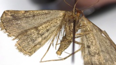 Tetanolita mynesalis