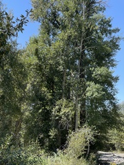 Populus angustifolia