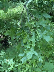 Quercus lyrata