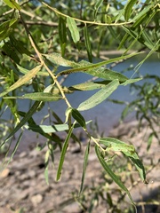 Salix nigra