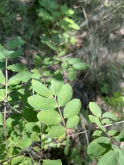 Caprifoliaceae