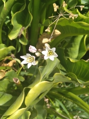 Nothoscordum gracile