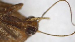 Tetanolita mynesalis