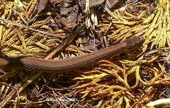 Storeria occipitomaculata