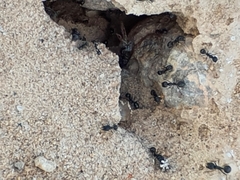 Veromessor pergandei