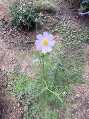 Cosmos parviflorus