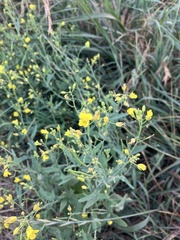 Brassica rapa