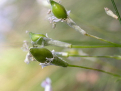 Silene saxifraga