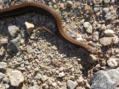 Storeria occipitomaculata