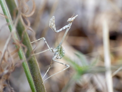 Empusa pennata