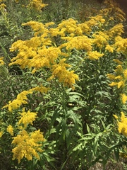 Solidago gigantea