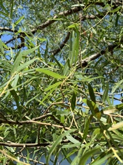 Salix nigra