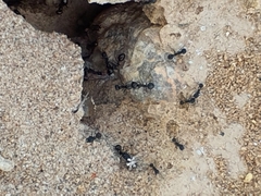 Veromessor pergandei