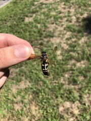 Sphecius speciosus