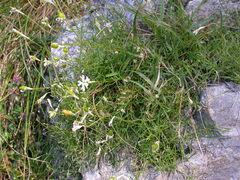 Silene saxifraga
