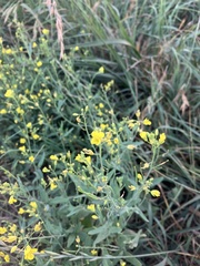 Brassica rapa