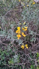 Calobota cytisoides