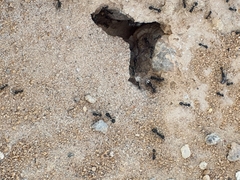 Veromessor pergandei