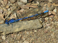Argia funebris