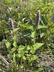 Agastache