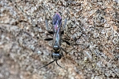 Agenioideus